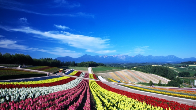 富良野・ファーム富田